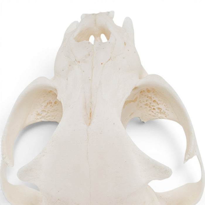 Real Domestic Cat Skull - Pathology