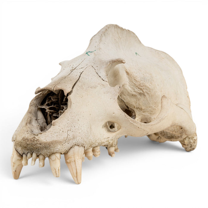 Real California Sea Lion Skull - Antique