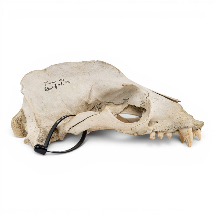 Real California Sea Lion Skull - Antique