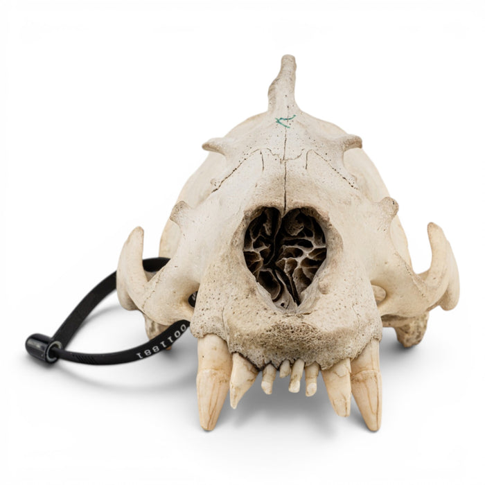 Real California Sea Lion Skull - Antique