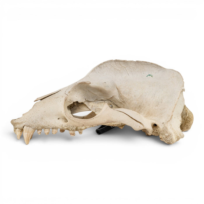 Real California Sea Lion Skull - Antique