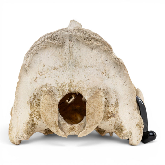 Real California Sea Lion Skull - Antique
