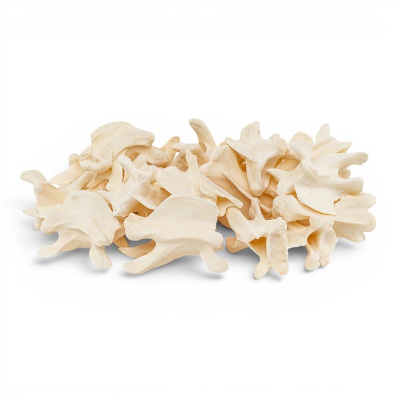 Real Bag-O-Turtle Vertebrae