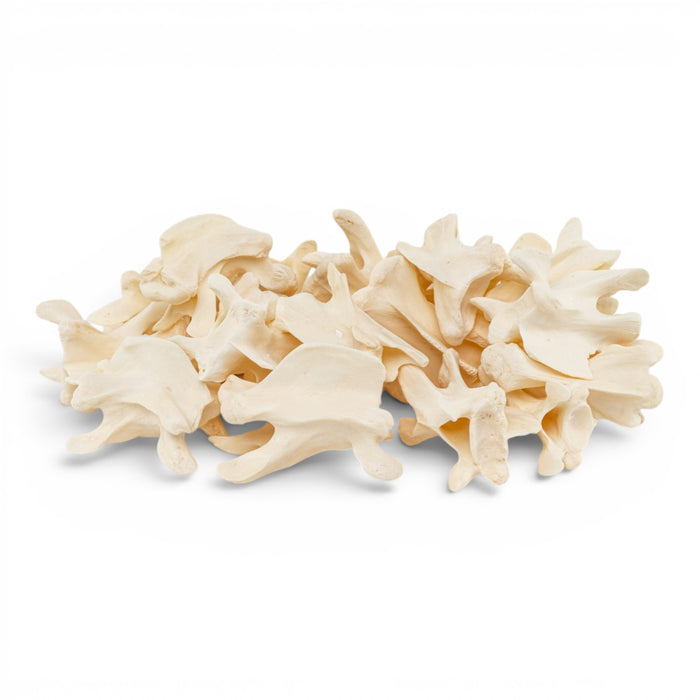 Real Bag-O-Turtle Vertebrae