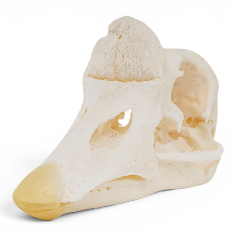 Real Domestic Chinese Goose Skull