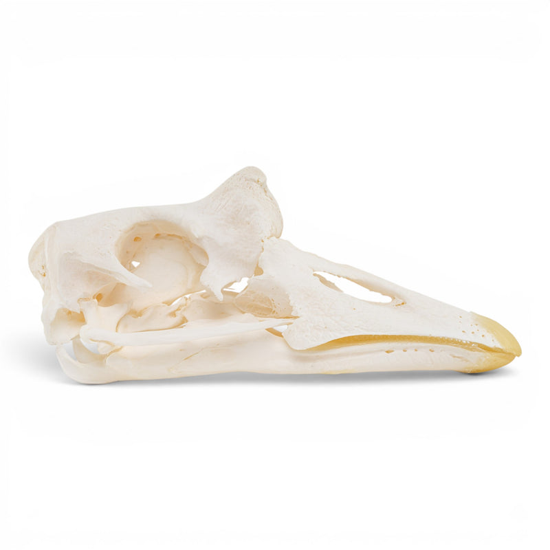 Real Domestic Chinese Goose Skull