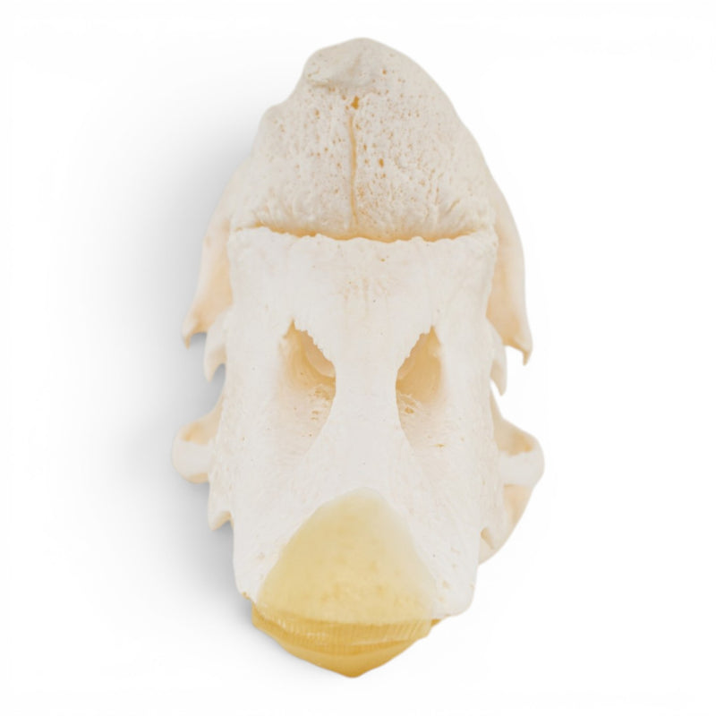 Real Domestic Chinese Goose Skull