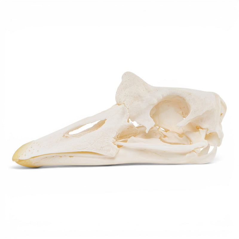 Real Domestic Chinese Goose Skull
