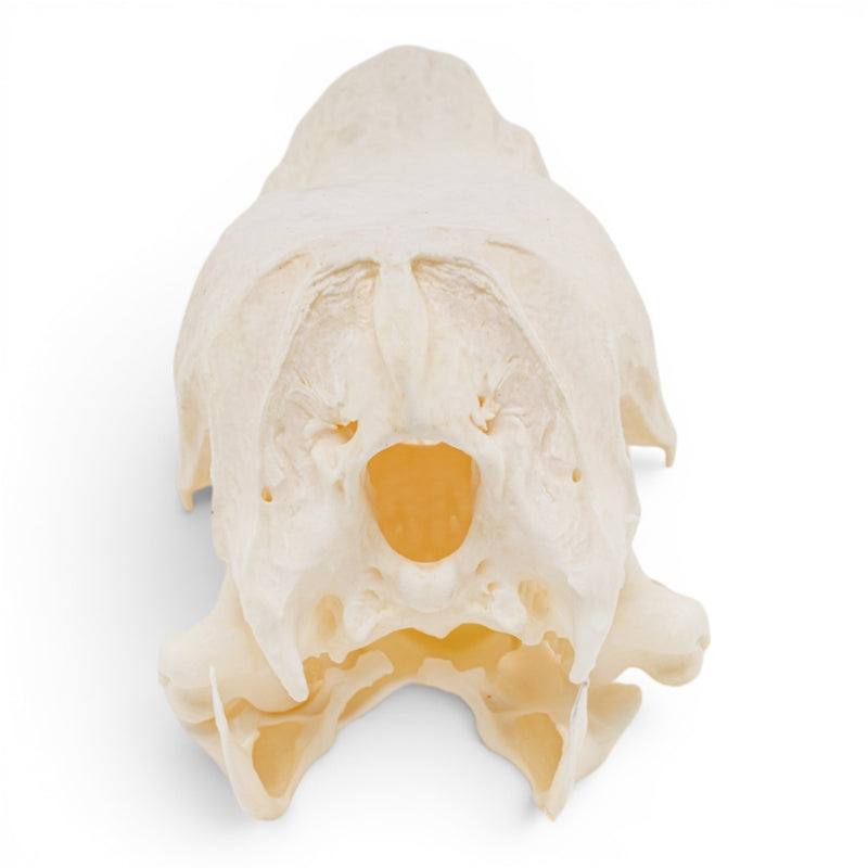 Real Domestic Chinese Goose Skull