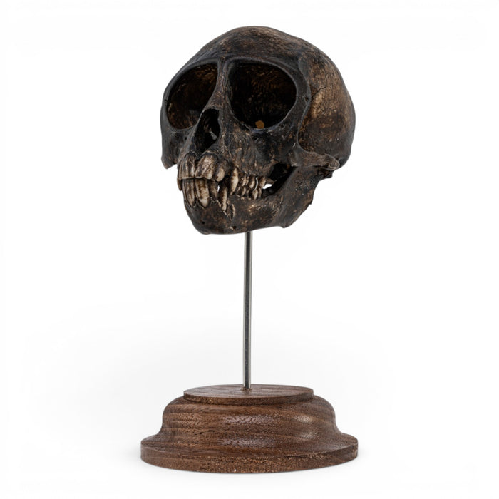 Real Vervet Monkey Skull on Stand - Painted (Antique Finish)