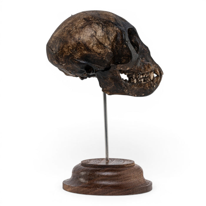 Real Vervet Monkey Skull on Stand - Painted (Antique Finish)