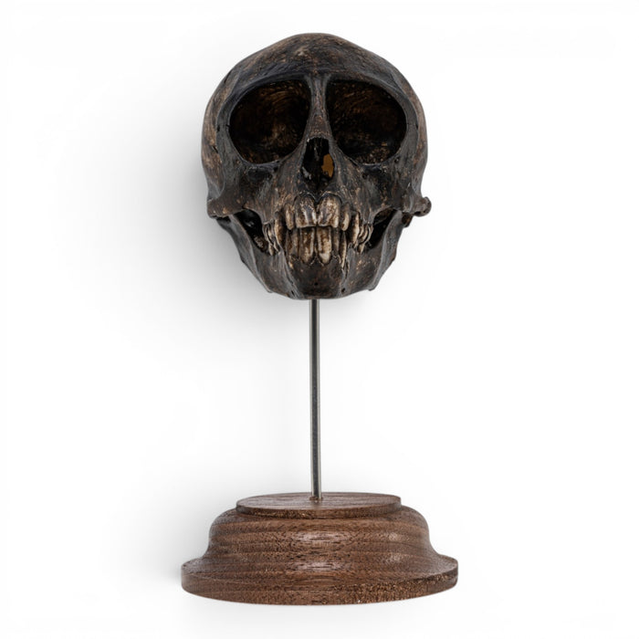 Real Vervet Monkey Skull on Stand - Painted (Antique Finish)