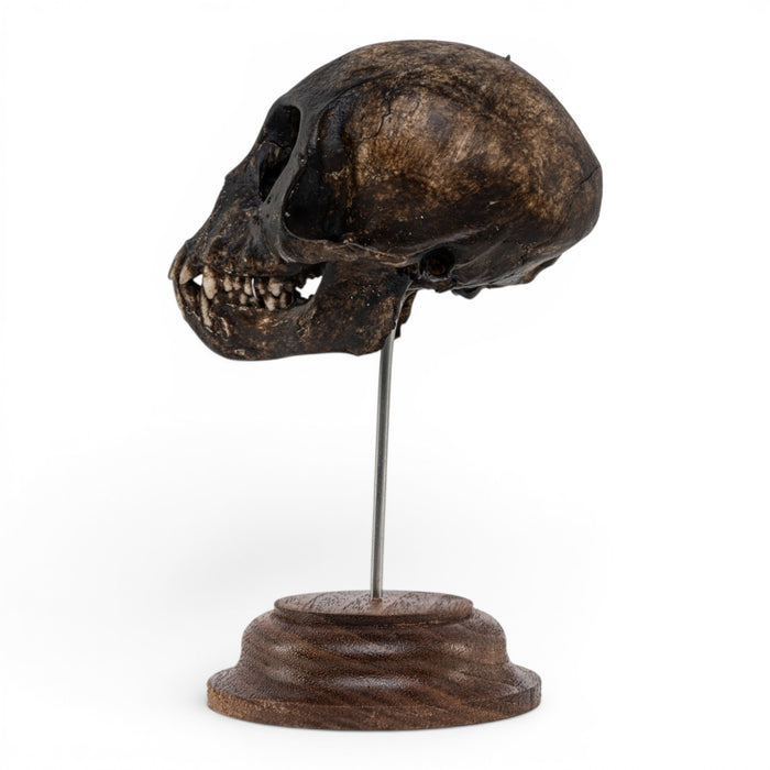 Real Vervet Monkey Skull on Stand - Painted (Antique Finish)