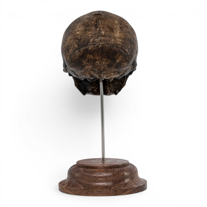 Real Vervet Monkey Skull on Stand - Painted (Antique Finish)