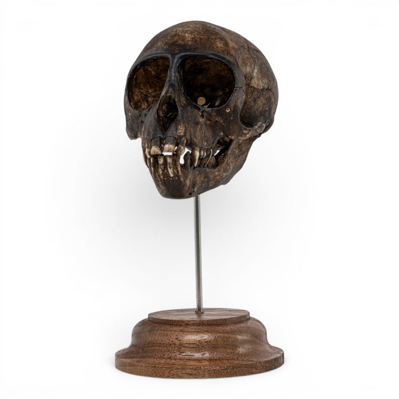 Real Vervet Monkey Skull - Painted (Antique Finish)
