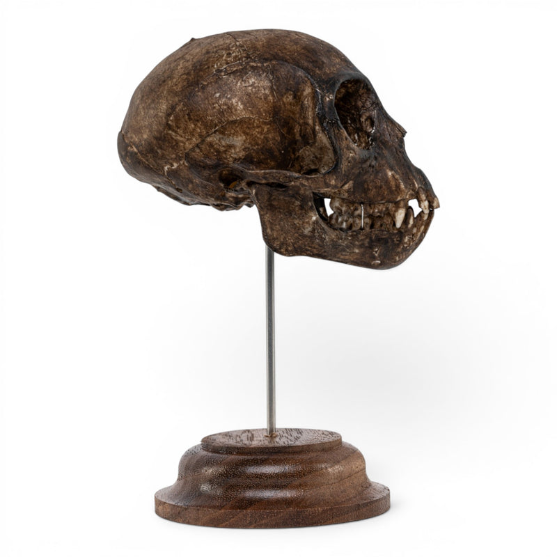 Real Vervet Monkey Skull - Painted (Antique Finish)