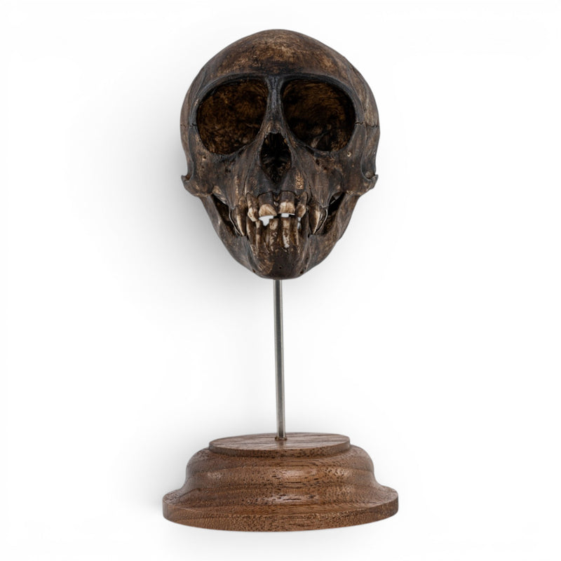 Real Vervet Monkey Skull - Painted (Antique Finish)