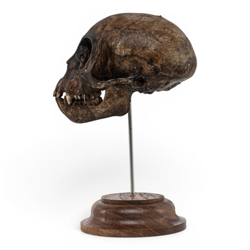 Real Vervet Monkey Skull - Painted (Antique Finish)