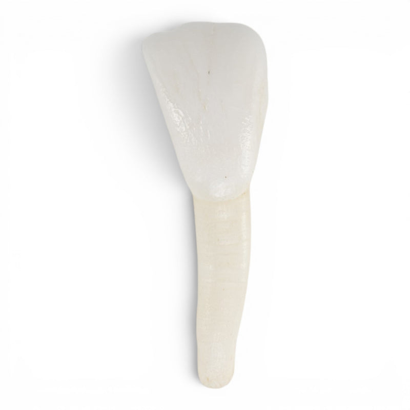 Real Domestic Cow Teeth