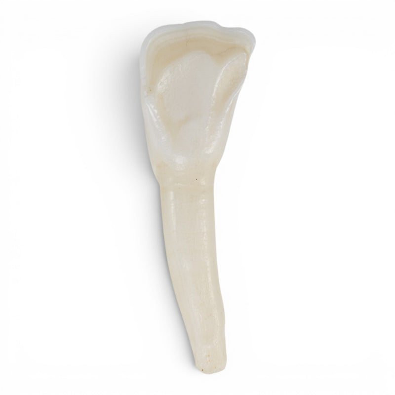 Real Domestic Cow Teeth