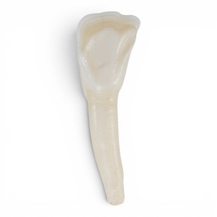 Real Domestic Cow Teeth