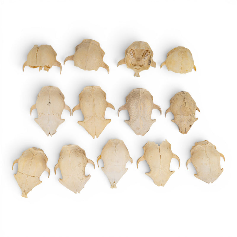 Real Bag-O-Domestic Cat Skulls