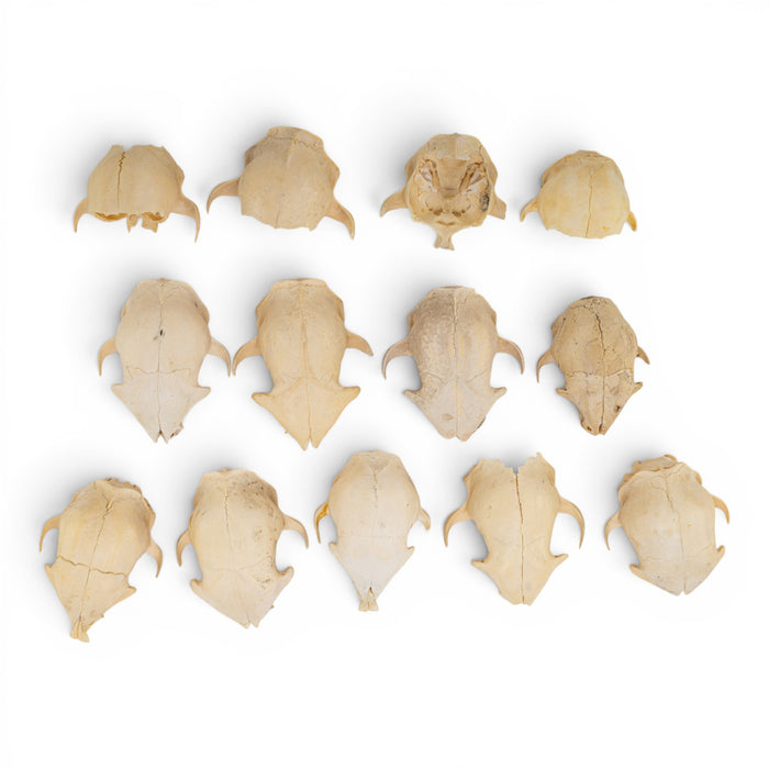 Real Bag-O-Domestic Cat Skulls