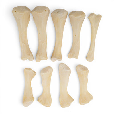 Real Bag-O-Snapping Turtle Bones