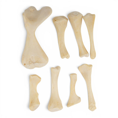 Real Bag-O-Snapping Turtle Bones