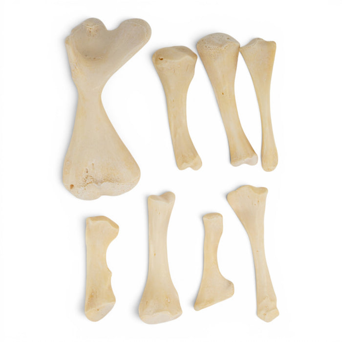 Real Bag-O-Snapping Turtle Bones