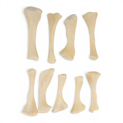 Real Bag-O-Snapping Turtle Bones