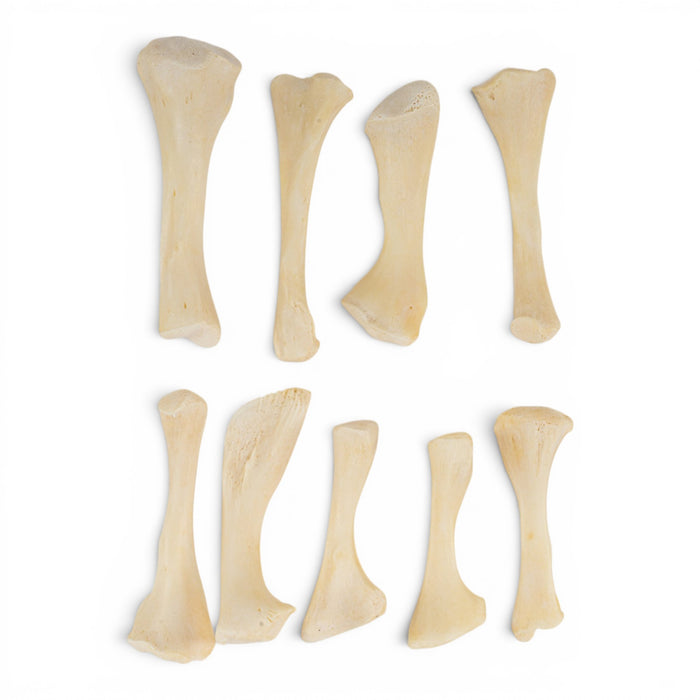Real Bag-O-Snapping Turtle Bones