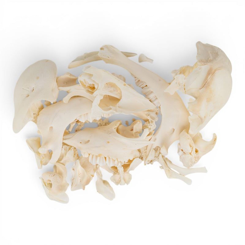 Real Bag-O-Calf Bones - Impaired