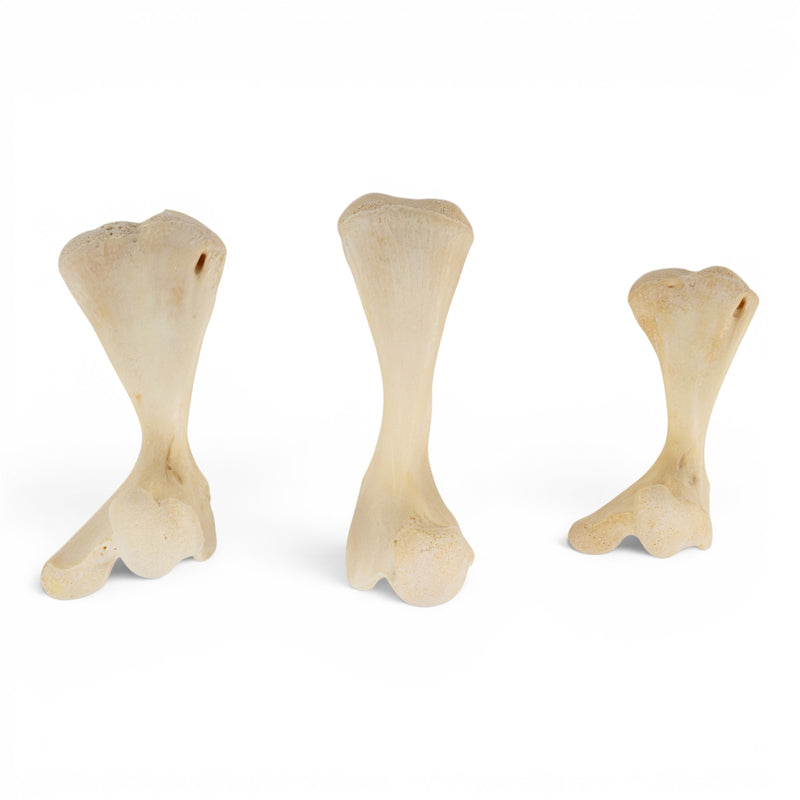 Real Turtle Bones