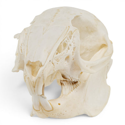 Real Rabbit Skull - Juvenile