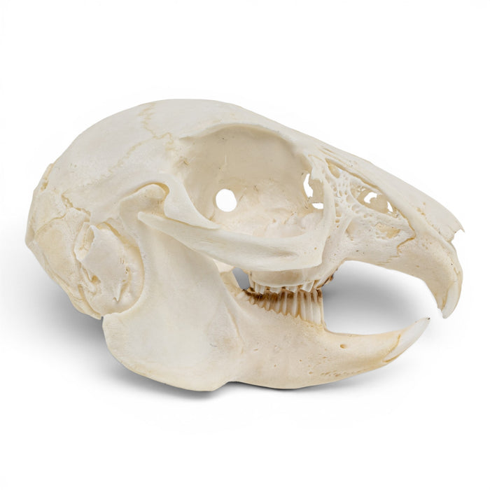 Real Rabbit Skull - Juvenile