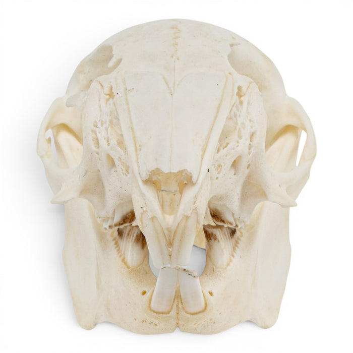 Real Rabbit Skull - Juvenile