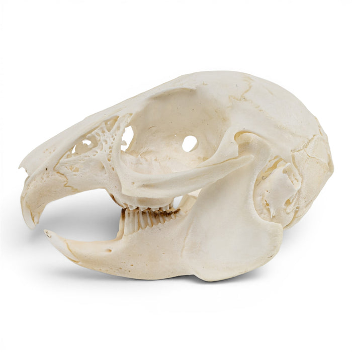Real Rabbit Skull - Juvenile