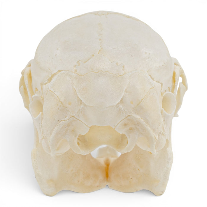 Real Rabbit Skull - Juvenile