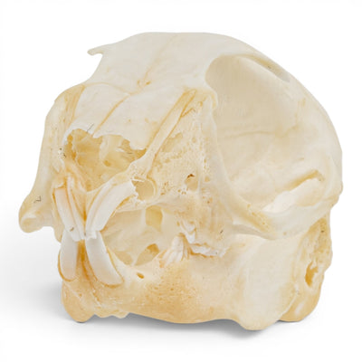 Real Rabbit Skull - Juvenile