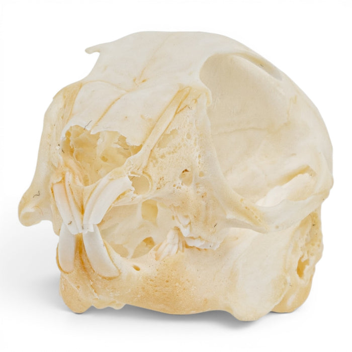 Real Rabbit Skull - Juvenile