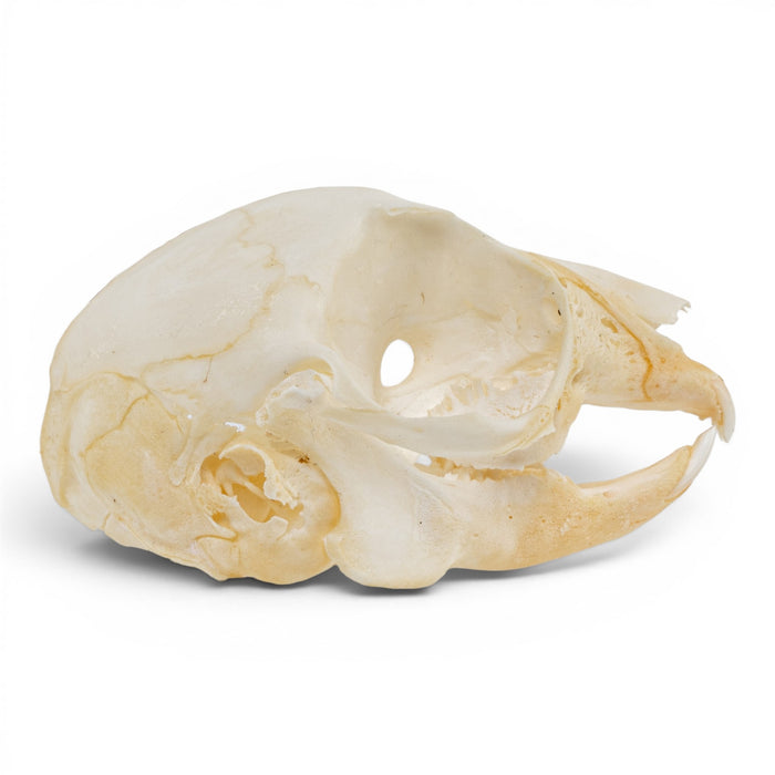 Real Rabbit Skull - Juvenile