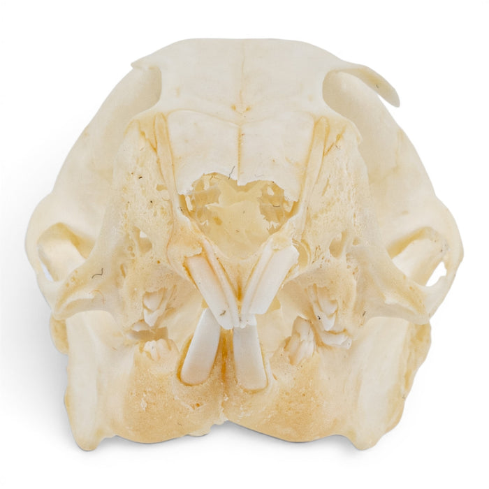Real Rabbit Skull - Juvenile