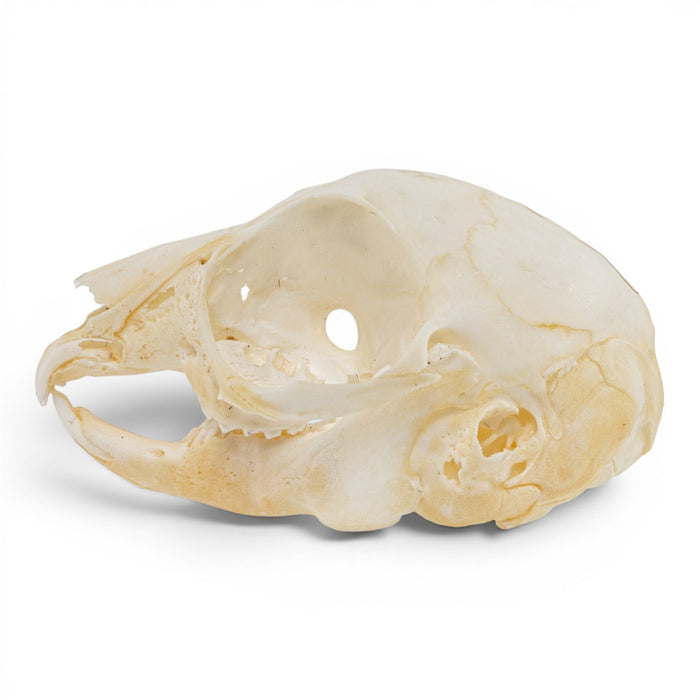 Real Rabbit Skull - Juvenile