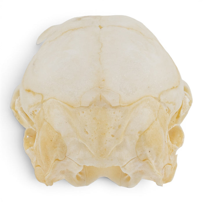 Real Rabbit Skull - Juvenile