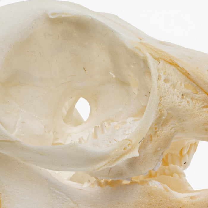 Real Rabbit Skull - Juvenile