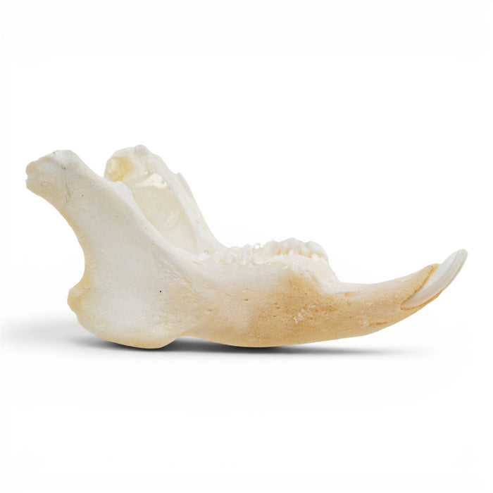 Real Rabbit Skull - Juvenile