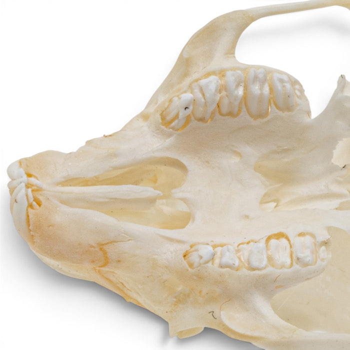 Real Rabbit Skull - Juvenile