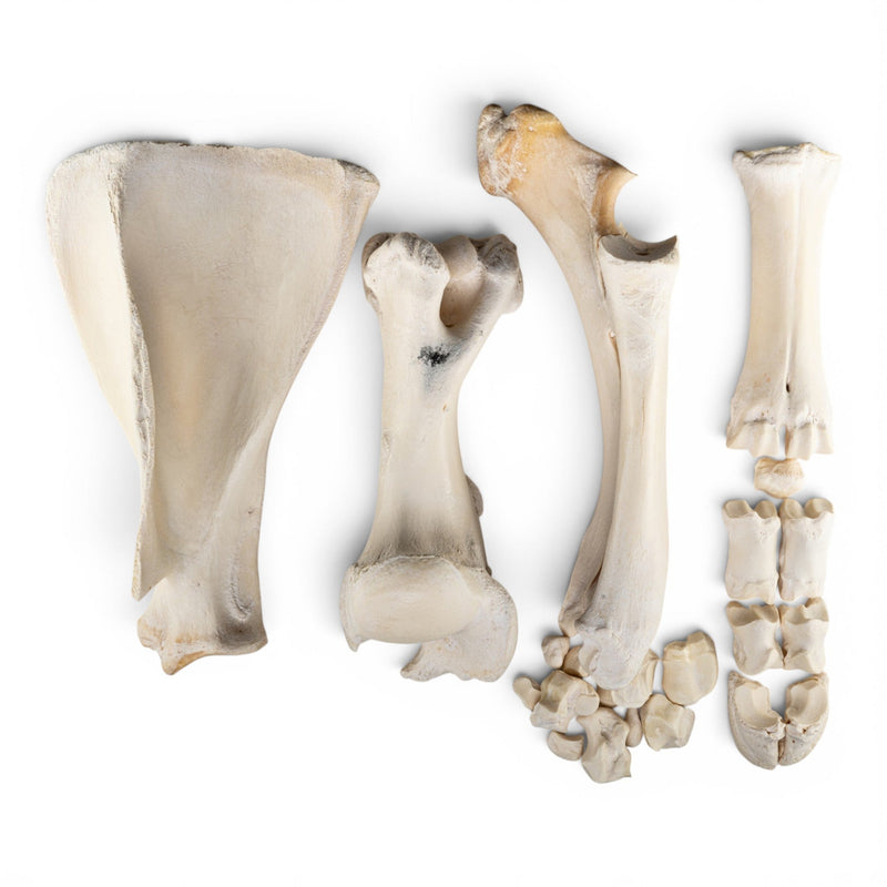 Real Domestic Cow Forelimb - Disarticulated