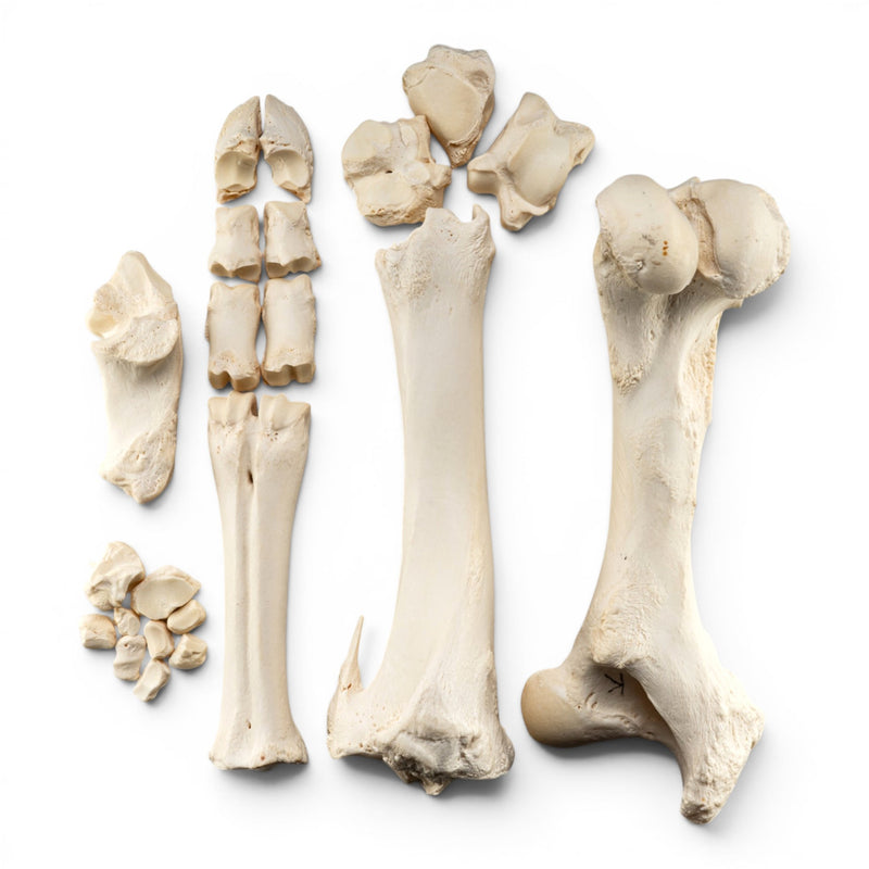 Real Domestic Cow Hindlimb -Disarticulated